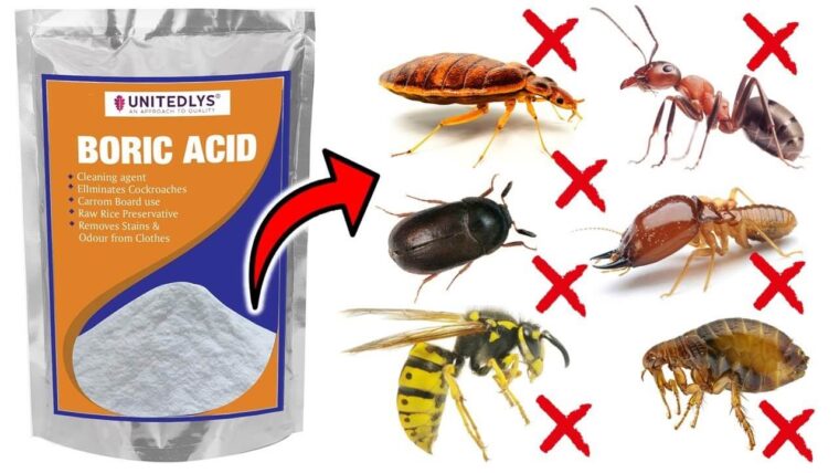 What Can I Mix With Boric Acid To Kill Roaches